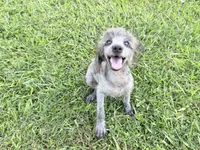 Buddy, a male Poodle - Miniature  for sale in Vilonia, AR – 1 of 10