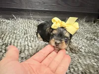 Destiny , a female Yorkshire Terrier for sale in Vilonia, AR – 1 of 3
