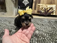 Anna, a female Yorkshire Terrier for sale in Vilonia, AR – Photo 2 of 6