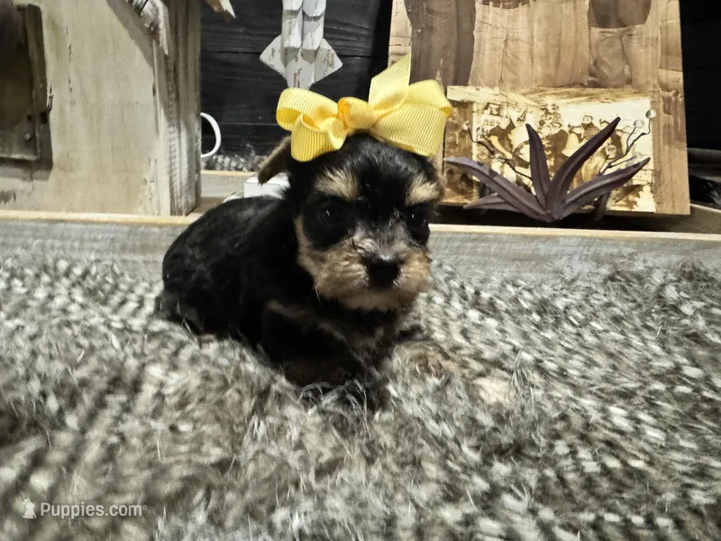 Anna, a female Yorkshire Terrier for sale in Vilonia, AR – Photo 1 of 6