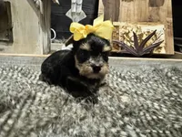 Anna, a female Yorkshire Terrier for sale in Vilonia, AR – Photo 1 of 6
