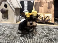 Anna, a female Yorkshire Terrier for sale in Vilonia, AR – Photo 4 of 6