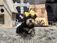 Anna, a female Yorkshire Terrier for sale in Vilonia, AR – Photo 5 of 6