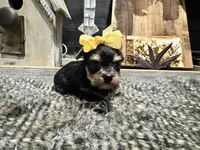 Anna, a female Yorkshire Terrier for sale in Vilonia, AR – Photo 3 of 6