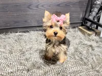 Rosie, a female Yorkshire Terrier for sale in Vilonia, AR – 1 of 8