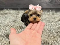 Rosie, a female Yorkshire Terrier for sale in Vilonia, AR – Photo 4 of 6