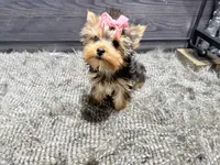 Rosie, a female Yorkshire Terrier for sale in Vilonia, AR – 3 of 8