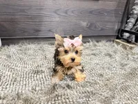 Rosie, a female Yorkshire Terrier for sale in Vilonia, AR – Photo 2 of 6