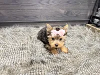 Rosie, a female Yorkshire Terrier for sale in Vilonia, AR – Photo 3 of 6