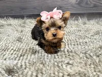 Rosie, a female Yorkshire Terrier for sale in Vilonia, AR – Photo 5 of 6