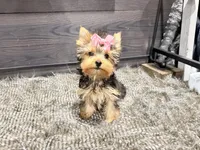 Rosie, a female Yorkshire Terrier for sale in Vilonia, AR – 2 of 8