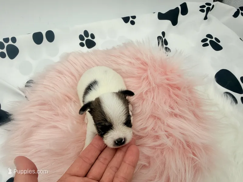 Lola – Chihuahua, Yorkshire Terrier puppy for sale in Vilonia, AR