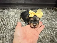 Destiny , a female Yorkshire Terrier for sale in Vilonia, AR – 2 of 3