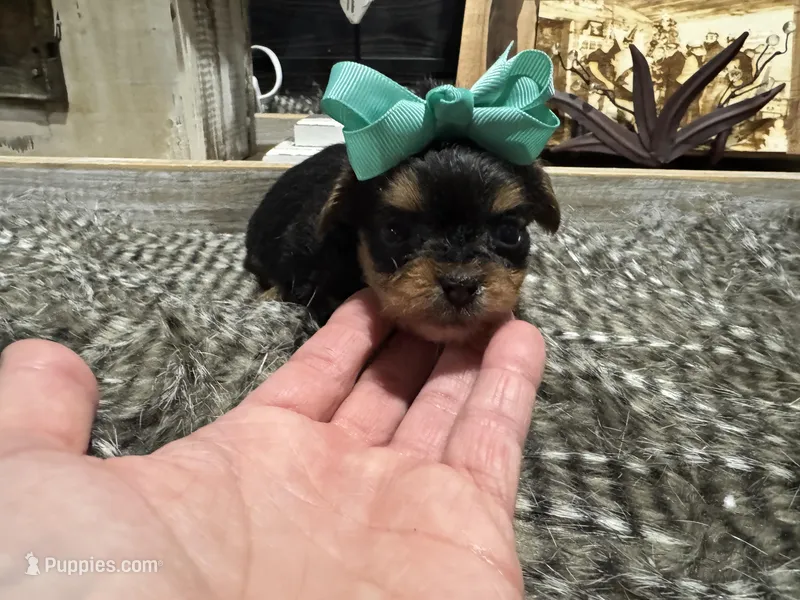 Elsa, a female Yorkshire Terrier for sale in Vilonia, AR – Photo 1 of 3