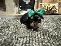 Elsa, a female Yorkshire Terrier for sale in Vilonia, AR – Photo 3 of 3