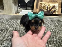 Elsa, a female Yorkshire Terrier for sale in Vilonia, AR – Photo 2 of 3