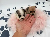 Molly, a female Chihuahua and Yorkshire Terrier for sale in Vilonia, AR – 3 of 3