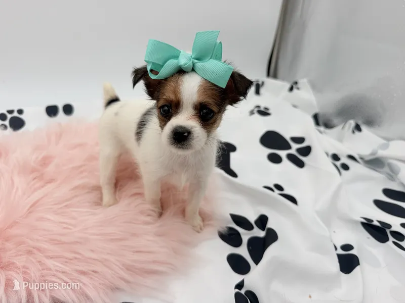 Lola – Chihuahua, Yorkshire Terrier puppy for sale in Vilonia, AR