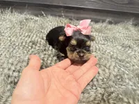 Trinity, a female Yorkshire Terrier for sale in Vilonia, AR – 2 of 3