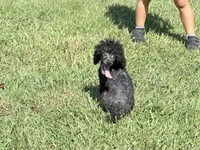 Cooper, a male Poodle - Miniature  for sale in Vilonia, AR – 2 of 9