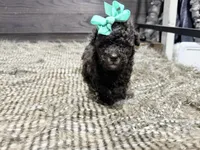 Honey , a female Poodle - Miniature  for sale in Vilonia, AR – Photo 2 of 4