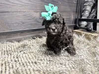 Honey , a female Poodle - Miniature  for sale in Vilonia, AR – Photo 3 of 4