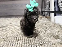 Honey , a female Poodle - Miniature  for sale in Vilonia, AR – Photo 4 of 4