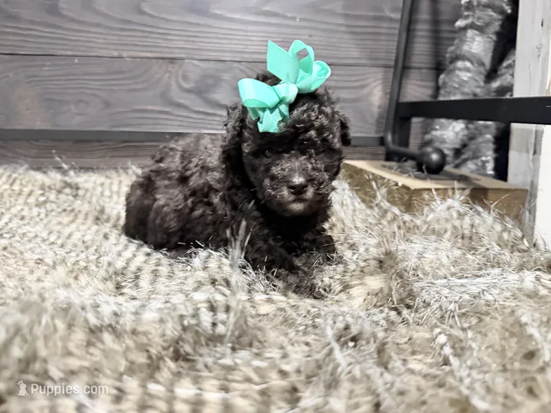 Honey  – Poodle - Miniature  puppy for sale in Vilonia, AR