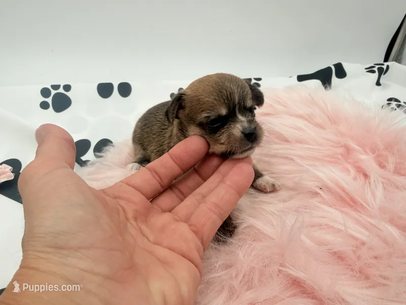 Molly – Chihuahua, Yorkshire Terrier puppy for sale in Vilonia, AR
