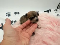 Molly, a female Chihuahua and Yorkshire Terrier for sale in Vilonia, AR – 1 of 3