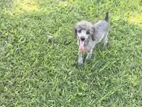 Buddy, a male Poodle - Miniature  for sale in Vilonia, AR – 3 of 10