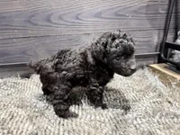 Buddy, a male Poodle - Miniature  for sale in Vilonia, AR – Photo 2 of 4