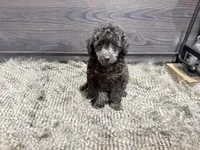 Buddy, a male Poodle - Miniature  for sale in Vilonia, AR – 1 of 7