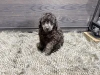 Buddy, a male Poodle - Miniature  for sale in Vilonia, AR – 2 of 7