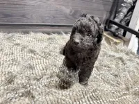 Buddy, a male Poodle - Miniature  for sale in Vilonia, AR – Photo 3 of 4