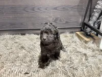 Buddy, a male Poodle - Miniature  for sale in Vilonia, AR – Photo 4 of 4