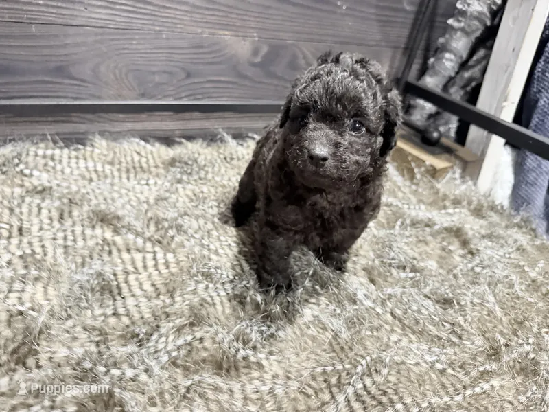 Buddy – Poodle - Miniature  puppy for sale in Vilonia, AR
