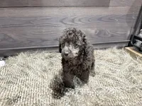 Buddy, a male Poodle - Miniature  for sale in Vilonia, AR – 3 of 7