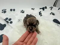 Charlie , a female Chihuahua and Yorkshire Terrier for sale in Vilonia, AR – 3 of 3