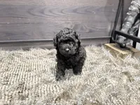 Cooper, a male Poodle - Miniature  for sale in Vilonia, AR – Photo 2 of 4