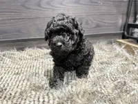 Cooper, a male Poodle - Miniature  for sale in Vilonia, AR – Photo 3 of 4