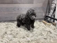 Cooper, a male Poodle - Miniature  for sale in Vilonia, AR – 4 of 7