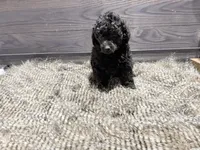Cooper, a male Poodle - Miniature  for sale in Vilonia, AR – 2 of 7