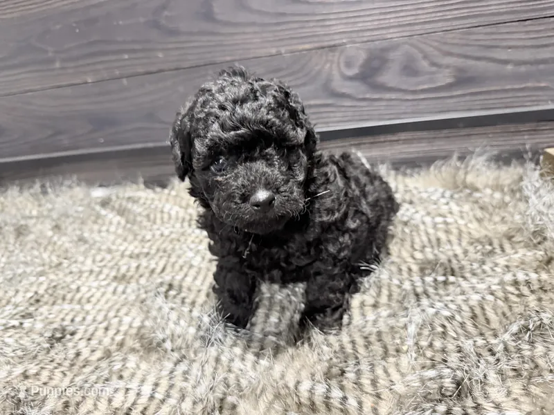 Cooper – Poodle - Miniature  puppy for sale in Vilonia, AR