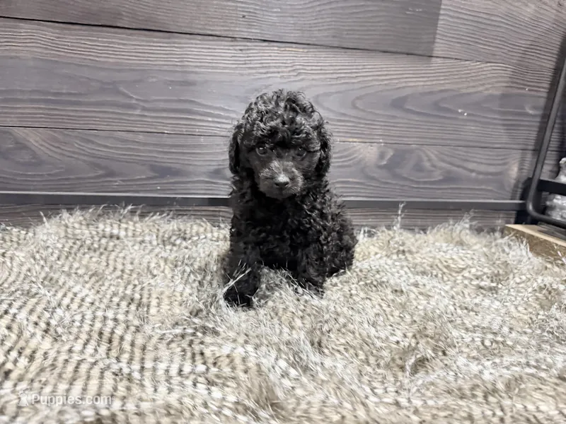 Cooper – Poodle - Miniature  puppy for sale in Vilonia, AR