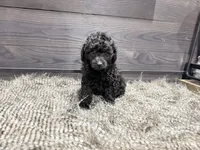 Cooper, a male Poodle - Miniature  for sale in Vilonia, AR – 1 of 7