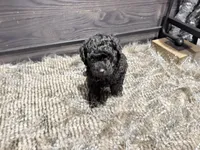 Cooper, a male Poodle - Miniature  for sale in Vilonia, AR – Photo 4 of 4