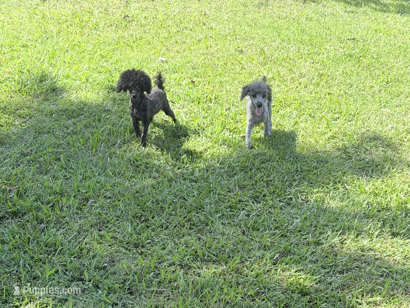 Cooper – Poodle - Miniature  puppy for sale in Vilonia, AR