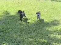 Cooper, a male Poodle - Miniature  for sale in Vilonia, AR – 1 of 9
