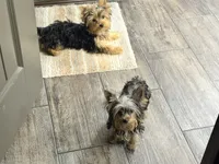 Roxie, a female Yorkshire Terrier for sale in Vilonia, AR – 3 of 10
